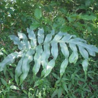 Phlebodium aureum (L.) J.Sm. (Polypodiaceae)